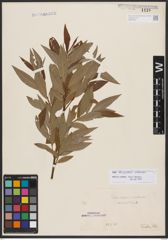 Salix burjatica Nasarow